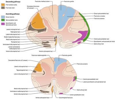 Axon and Myelin Morphology in Animal and Human Spinal Cord